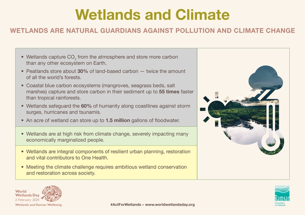🌍 Did you know wetlands capture CO₂ from the atmosphere? They store more #carbon than any other ecosystem on Earth. #ClimateAction
