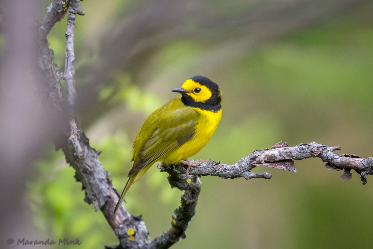 Spring is fast approaching, and with it comes the anticipation of new birds migrating to the area. This is the Male Hooded Warbler, one of my favorite of the Warbler species. I love Spring! #birds #nature #photo #SpringIsInTheAir #NaturePhotograhpy #Tuesday