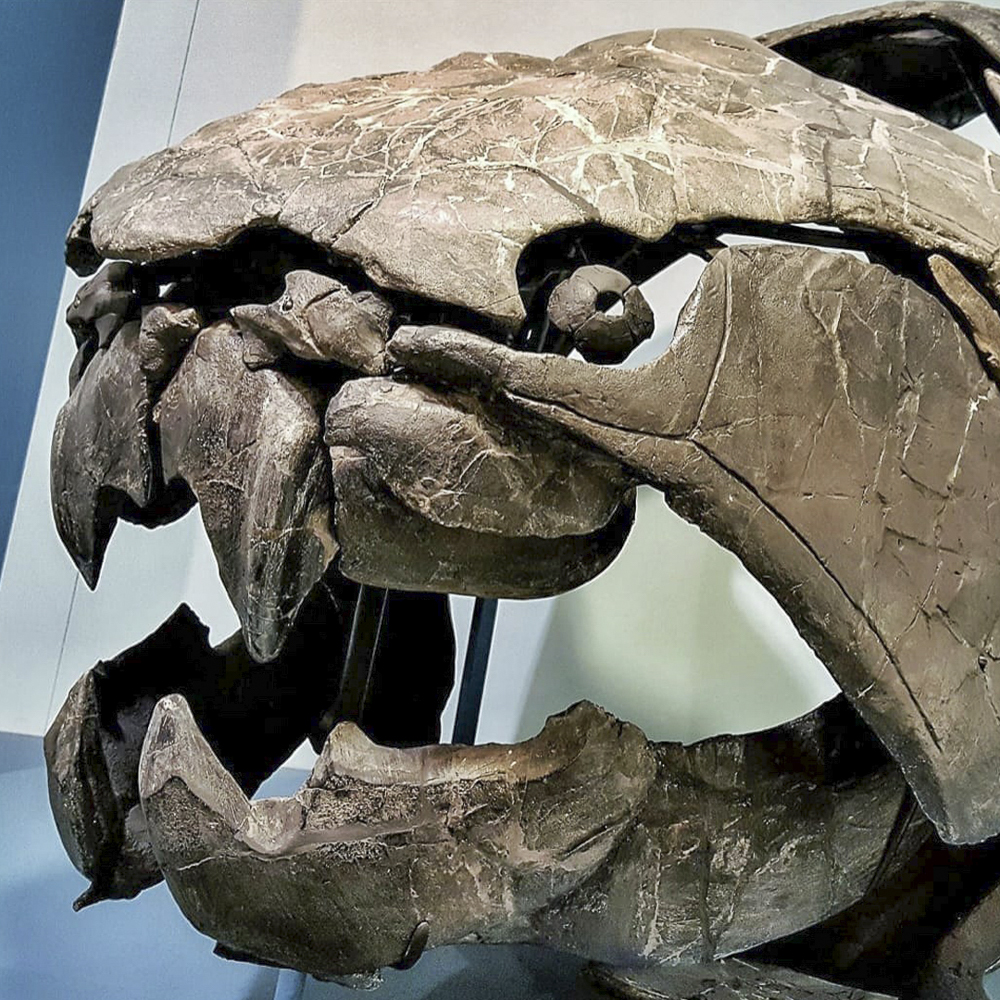 For a limited time, visitors to the Cleveland Museum of Natural History can view the 'Discovering Dunkleosteus terrelli' exhibit and learn the story behind the discovery of the armored fish that lived about 360 million years ago known as 'Dunk.' @goCMNH ow.ly/SYQ450R1KmL