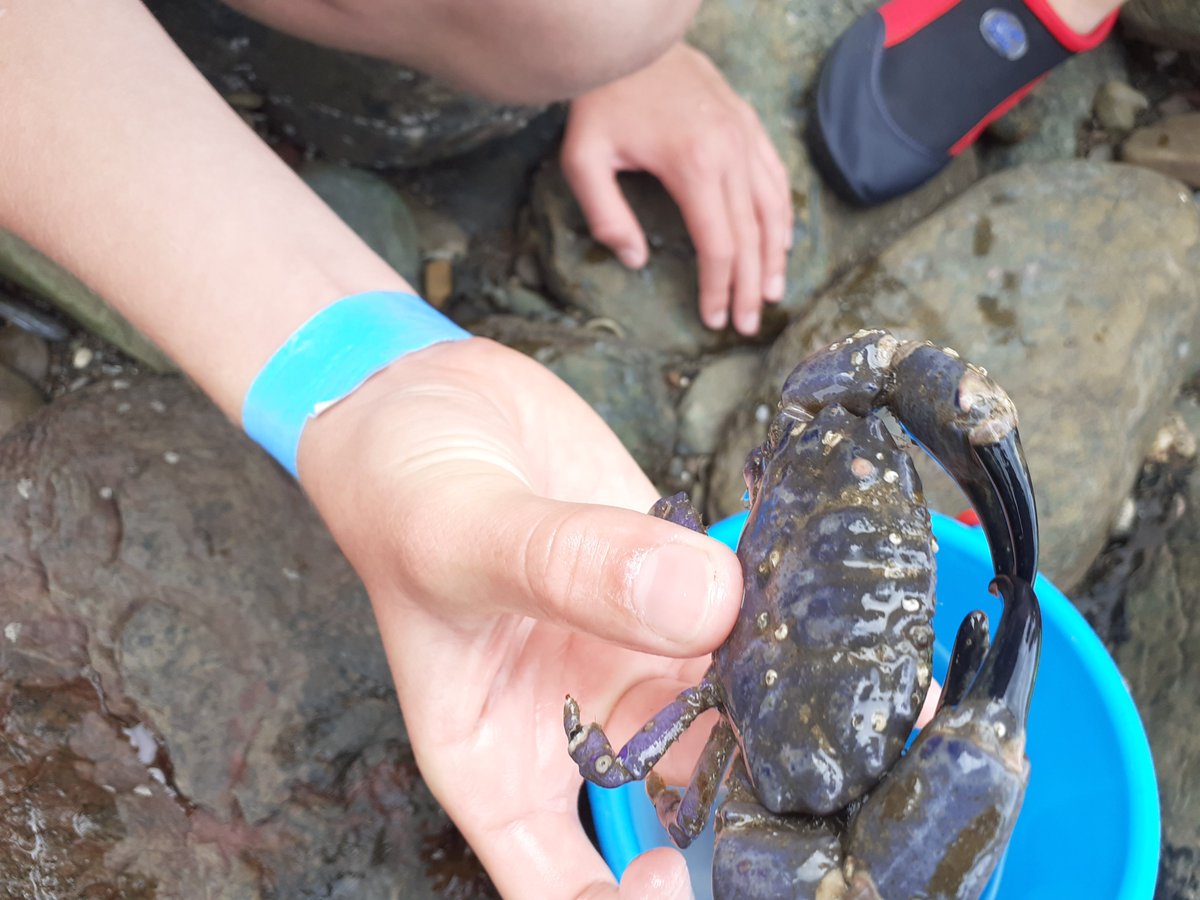 Free event coming up 'Rockpooling with the Rangers'! Join @ExmoorRangers for a rock pool adventure. Hunt for anemones, crabs, sea sponges and all sorts of other marine critters. Lynmouth beach – meet opposite Lynmouth NP centre @ExmoorNPCs 13 April 14:30-16:30 Everyone welcome!