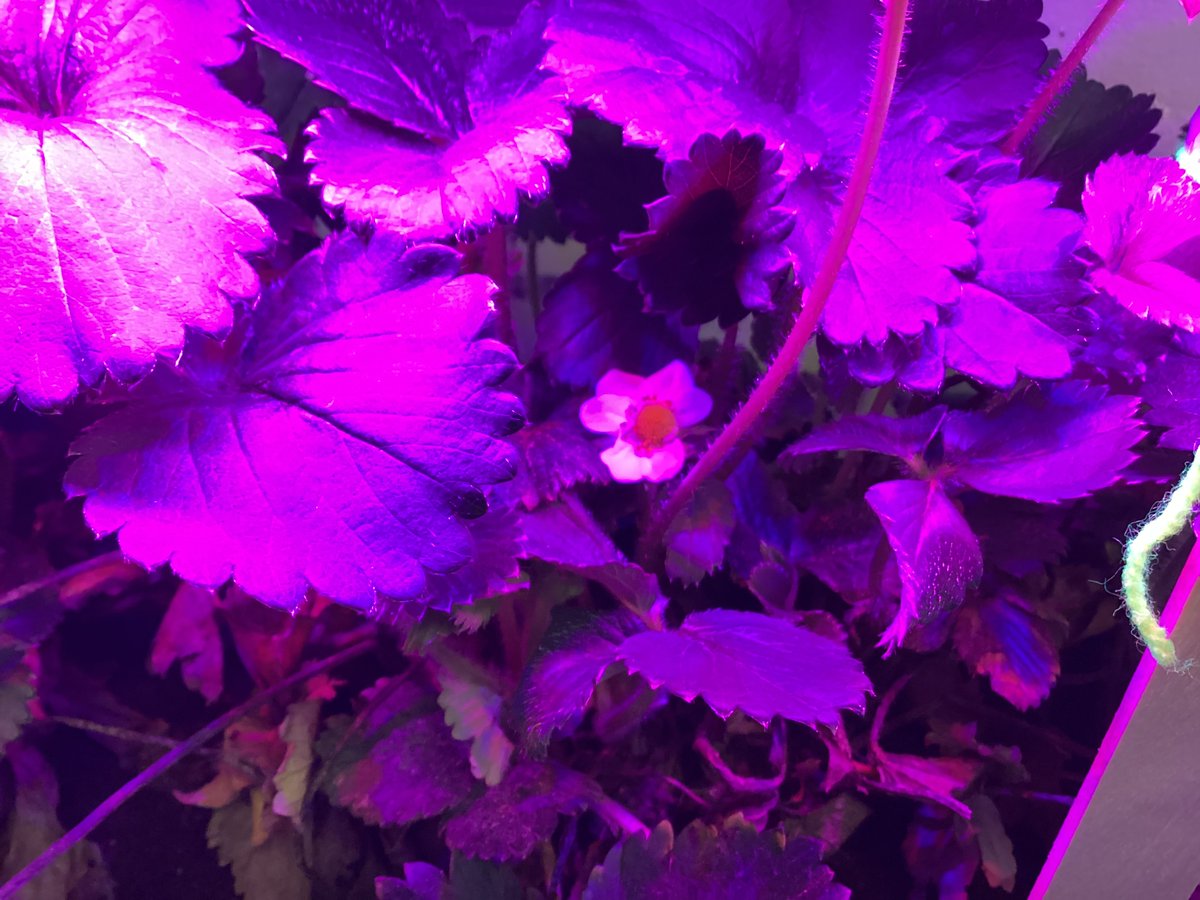 Amethyst class Welbourn tweet media