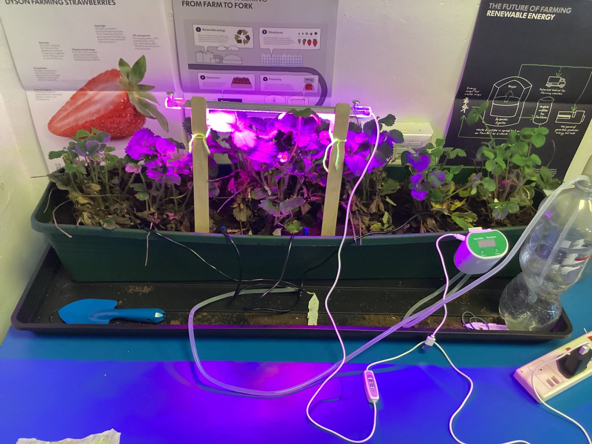 Amethyst class Welbourn tweet media