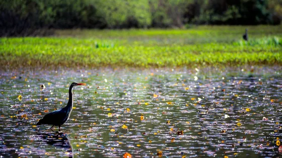 [RDV 16h !] Parmi les techniques de suivi de la biodiversité, il y a l’analyse de l’ADN environnemental. Quelles sont les informations que peut nous apporter ce matériel génétique relâché par les organismes ? bit.ly/3Tw7c7L avec <a href="/LucieZinger/">Lucie Zinger</a>
et <a href="/ErwanQuemere/">Erwan Quéméré</a> #ScienceCQFD