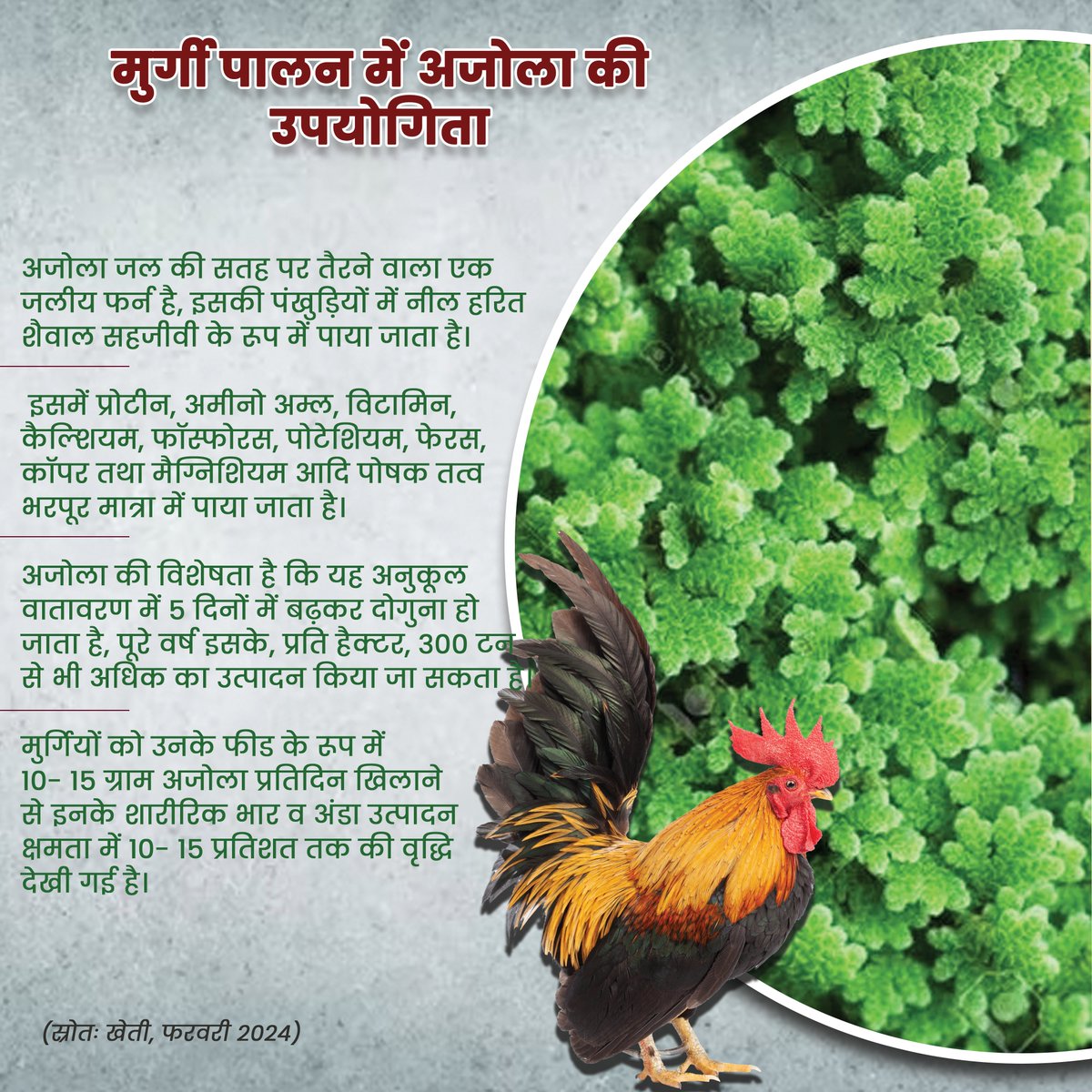 मुर्गी पालन में अजोला की उपयोगिता #ICAR #azolla #poultry @PMOIndia @MundaArjun @KailashBaytu @ShobhaBJP @mygovindia @PIB_India @AgriGoI @DDKisanChannel @Dept_of_AHD