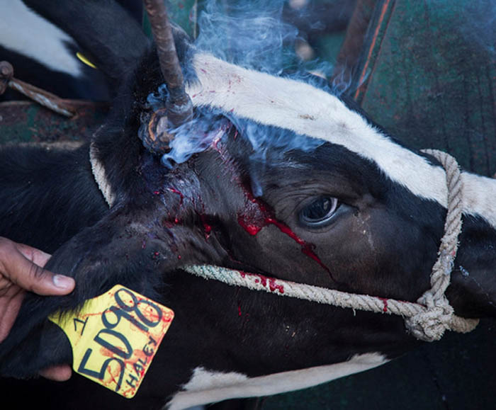 One of the atrocities cows suffer in these vile industries is cutting off their horns, which are full of sensitive nerves and blood. Supporting these industries is inexcusable. Stop Supporting Animal Cruelty GoVegan🌎🌱 #Dairy #AnimalRights #GoVegan #EndSpeciesism #RosesLaw