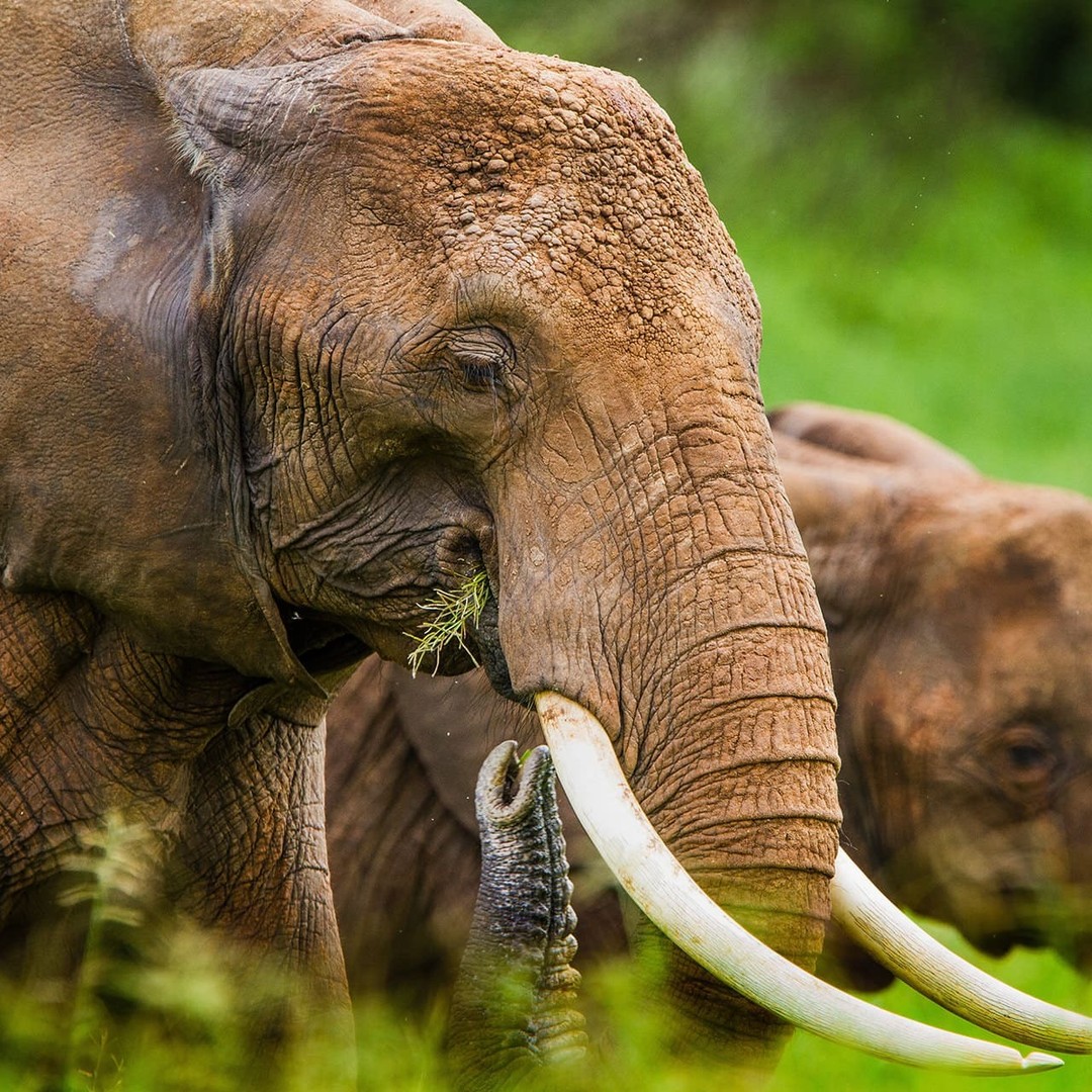 Lost in the mesmerizing beauty of Tarangire, where majestic elephants roam freely. Embark on a journey of discovery with us and witness the wonders of the wild.

#TarangireMagic #Elephantparadise 🐘✨#360extremeadventures #safariexperiences #visitTanzania #safaribookings #explore