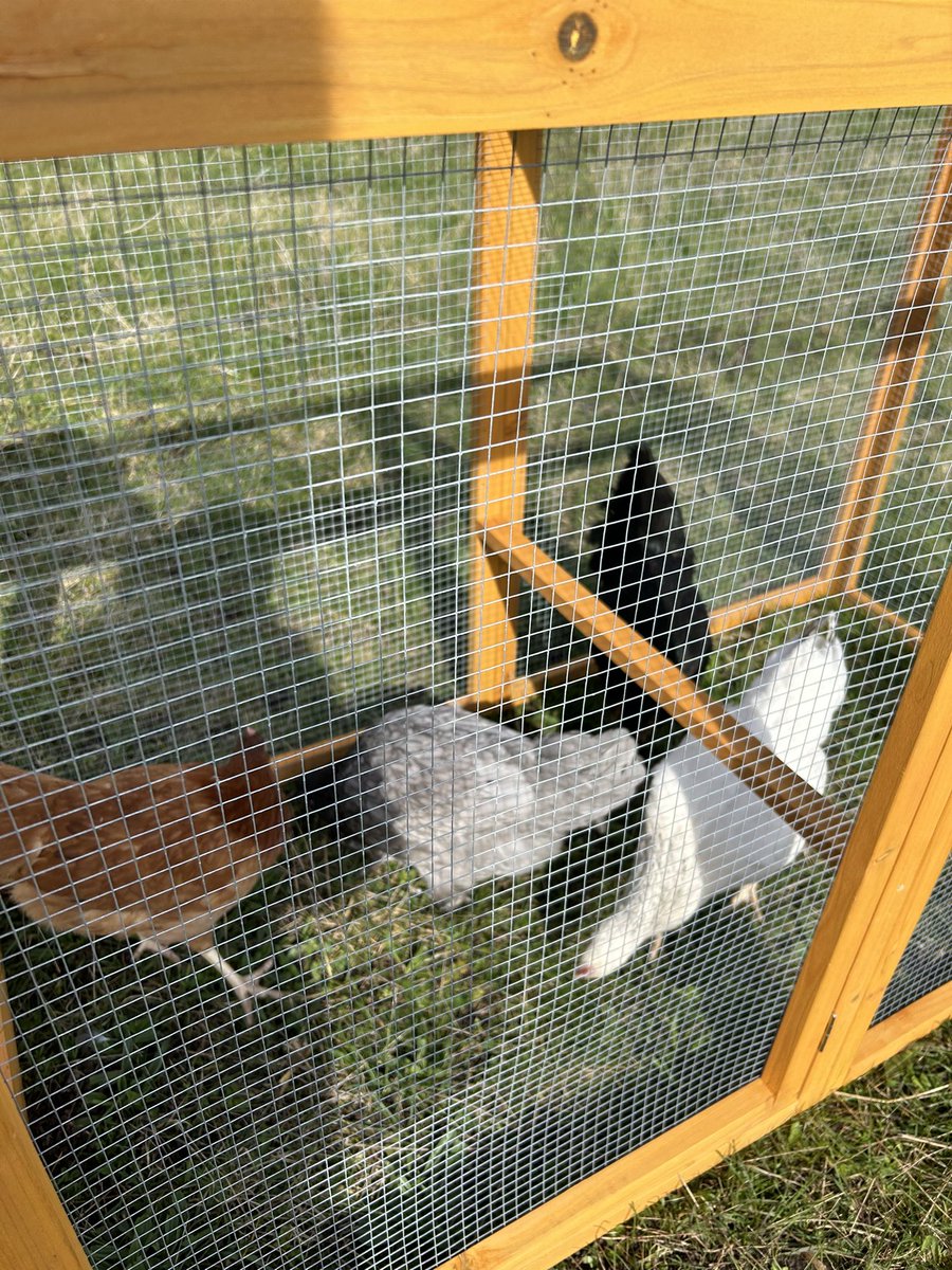 They’ve arrived! Now they need names and classes are busy with lots of suggestions. Not sure about Nuggets and Dippers though 😳