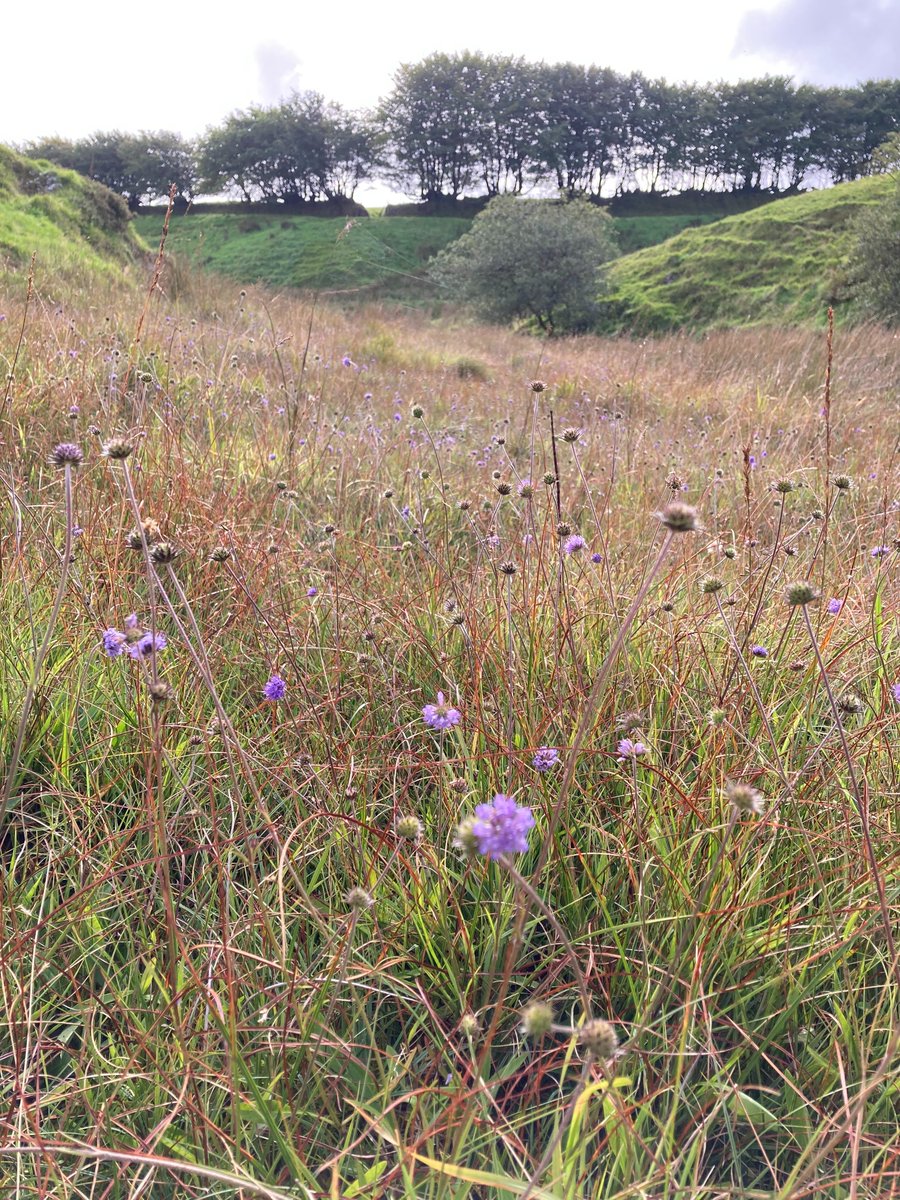 🌳A new National set of rules has been brought in by the government this year to help benefit our wildlife 🌱It’s something called #biodiversity Net Gain or BNG and will apply to certain #planning applications 🐦‍⬛You can get lots more info here 🔎 exmoor-nationalpark.gov.uk/planning