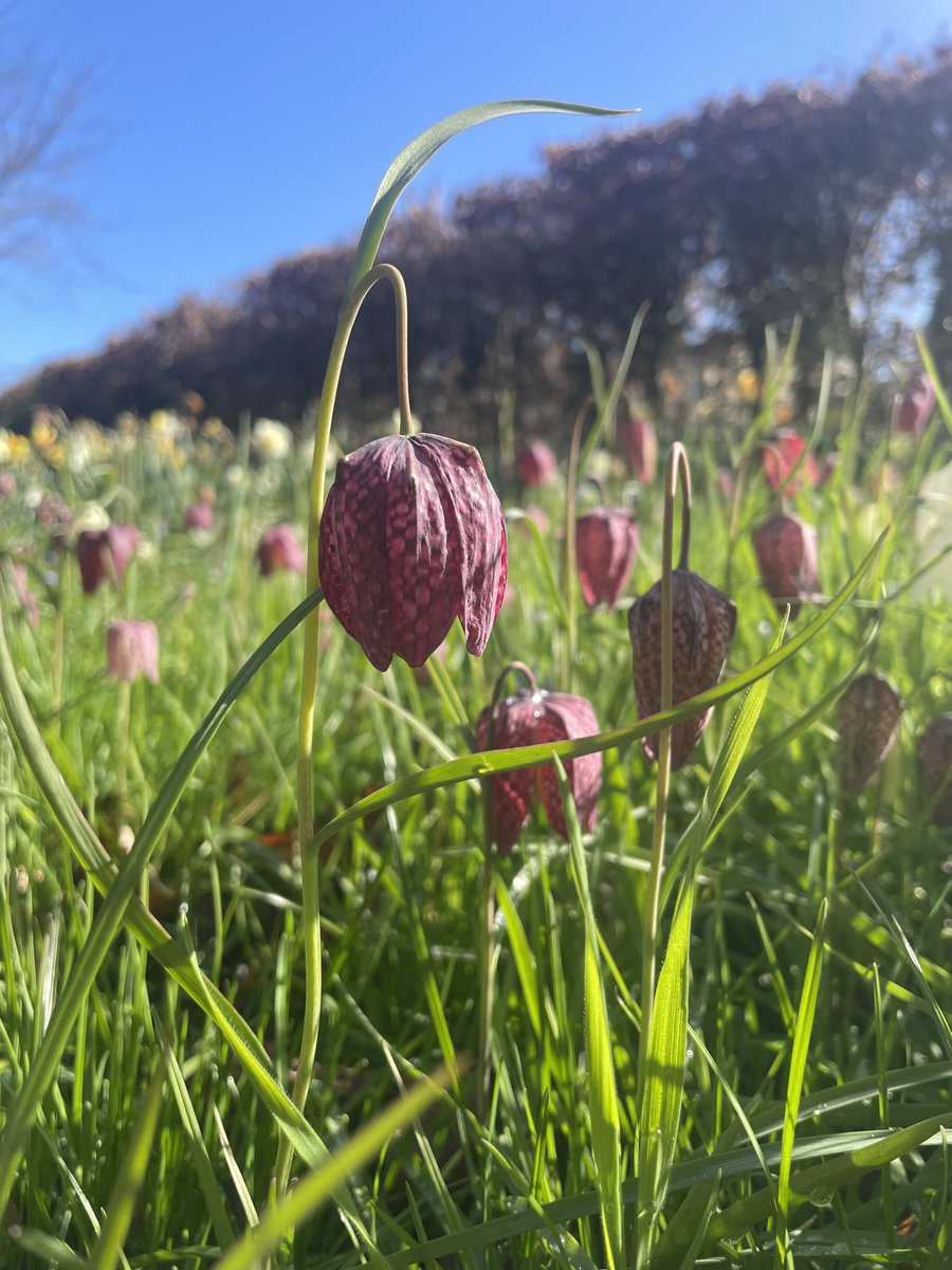 Even more fritillaries 🥹😍