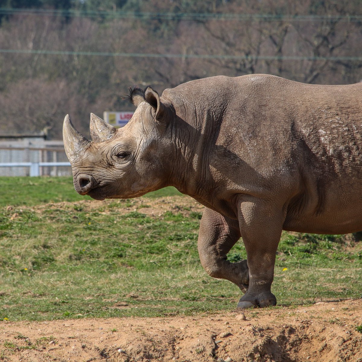 Happy 9th birthday to Makibo the Black Rhino! 🦏 Black Rhino’s are a critically endangered species that are native to Eastern Africa, particularly Kenya and Tanzania. Did you know that Black Rhino’s are herbivores and use their prehensile lip to grasp leaves and branches? 🌿🍃