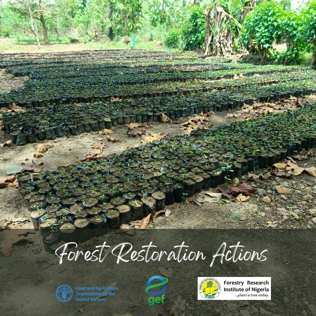 Forests provide livelihood support to communities and improve biodiversity. 

@theGEF funded @FoluRimpact project in Ondo and Cross River States in Nigeria is gearing up to restore 18,000 hectares of degraded forest areas over the next 3years led by @FAONigeria & @FRINOFFICIAL