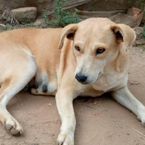 katsdog's tweet photo. Take action by rescuing, fostering, adopting , sponsoring, donating, volunteering, and educating. Show compassion and make a difference between life and death. Your involvement matters. Act now.🐾❤️
https://t.co/j8PVF8aNAP or https://t.co/8SCaKdkBWb to; +256701306815 https://t.co/55dFVvwtuG