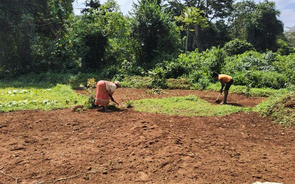 Workers prepare a regeneration plot in the EBG for multiplication of minimal seed conserved in the Uganda National Genebank. Huge amounts of seed are regenerated at respective NARO institutes. Kindly visit us  on pgrc.go.ug #pgrc #plantgenetic #research2024 #genebank
