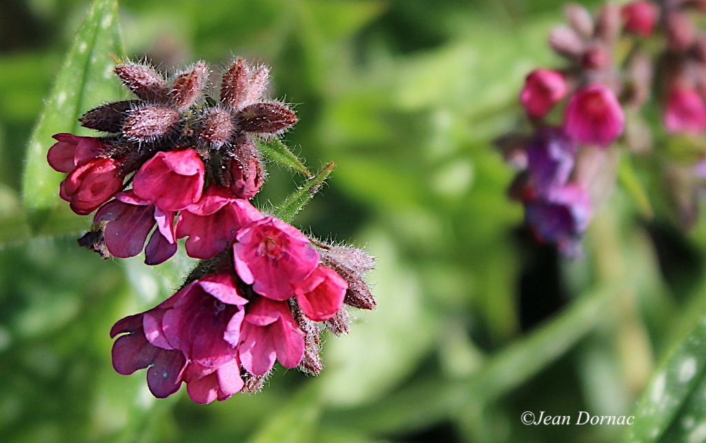 JeanDornac's tweet photo. Jolies fleurs dont je ne connaissais pas le nom : Pulmonaire semblable... #jolies #fleurs #pulmonaires #semblable #parc #médiathèque #Lannion #CôteArmor #Bretagne #France https://t.co/tKK5hSQy2U