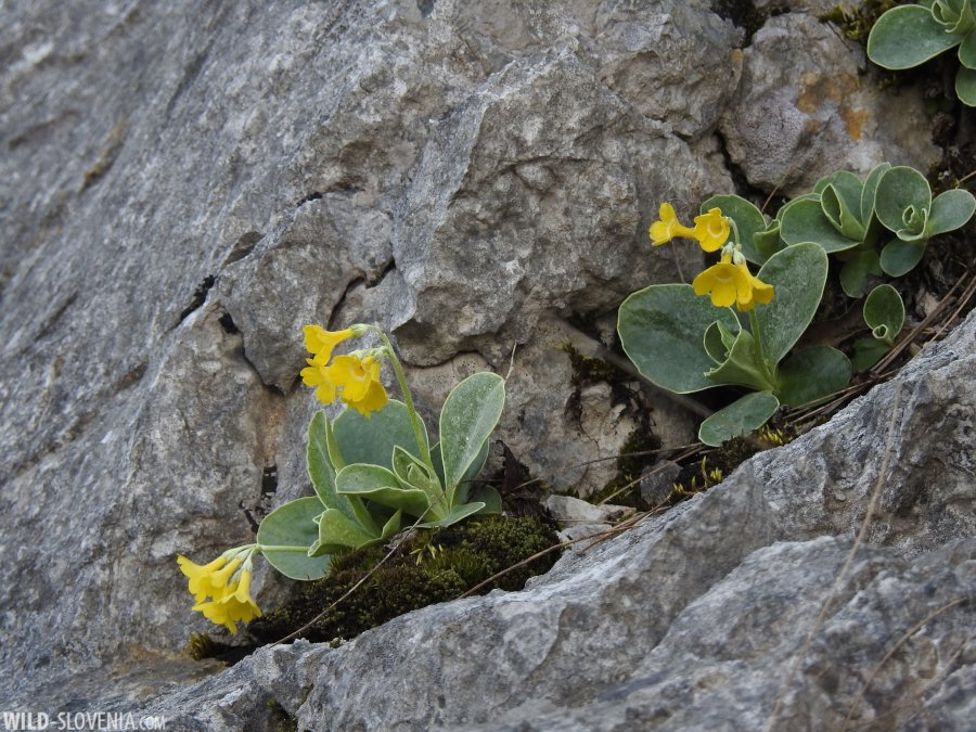 Early #spring in the #Karst - an exciting time to be outside! Erythronium dens-canis, Black #Woodpeckers making nest-holes, 1st Short-toed Eagle of the season & Primula auricula on the #limestone cliffs at Škocjanske jame. #wildslovenia @SkocjanCaves