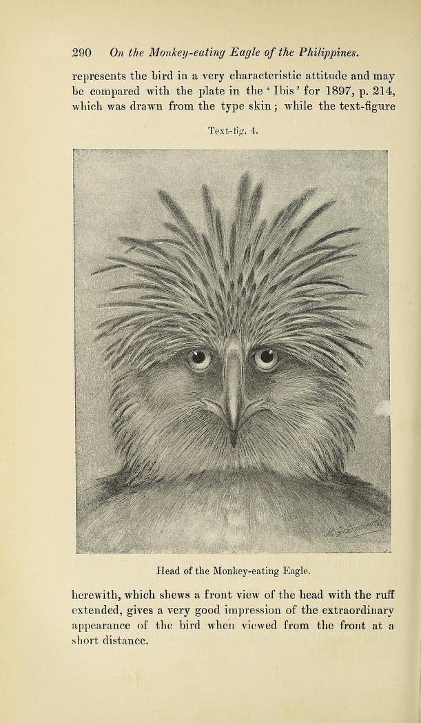 What @Nicolekearney refers to as “bringing the pretty”, this article on the Monkey-eating Eagles is one of many in the ornithological journal Ibis that are being added to @BioDivLibrary, complete with external DOIs. See biodiversitylibrary.org/part/378536