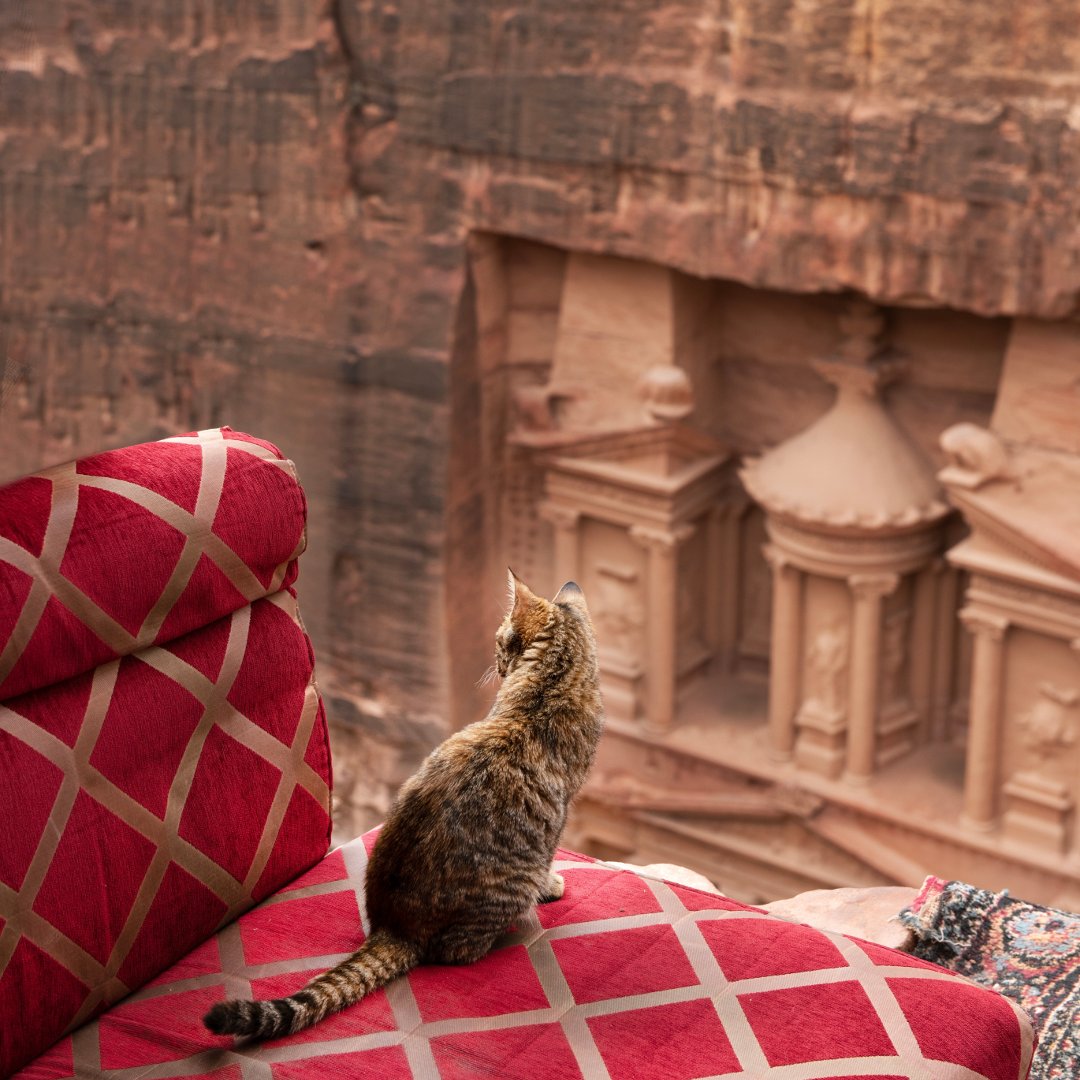 A whiskered sentinel overseeing Petra's wonders. Our furry friend perched opposite the treasure, blending seamlessly into the tapestry of history. #petra #visitpetra #visitjordan #shareyourjordan