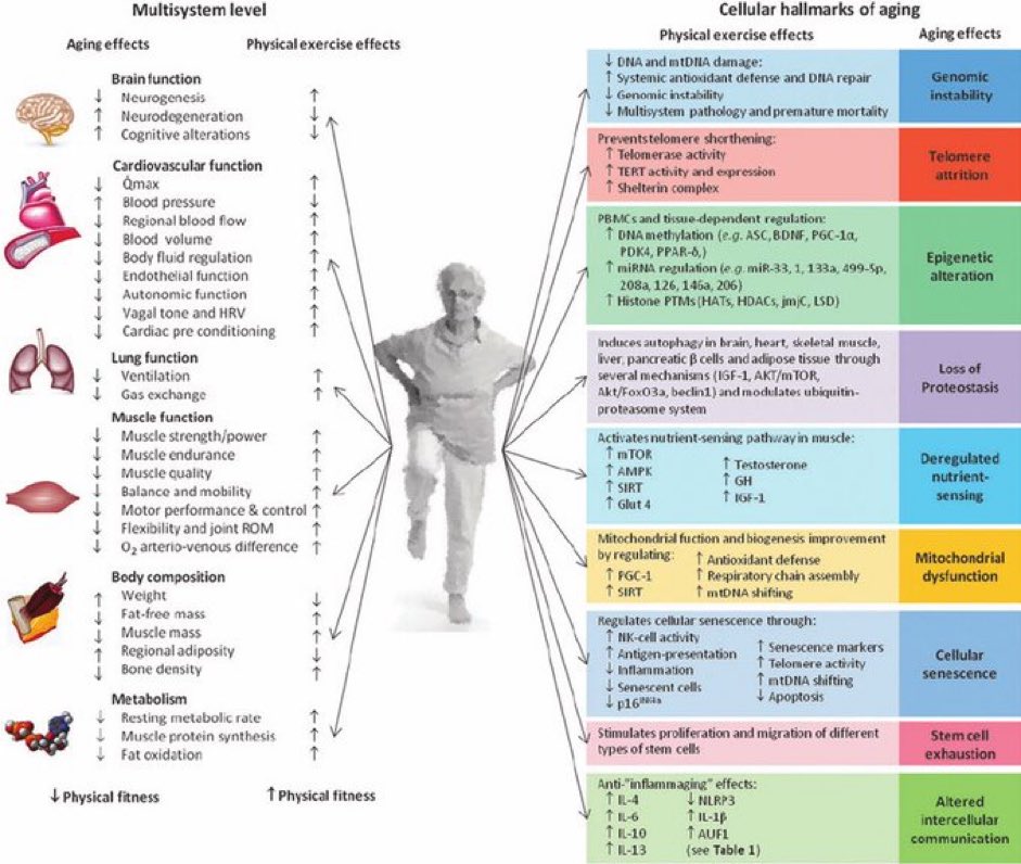 Exercise vs. Ageing effects at the multi-systemic (left) and cellular (right) levels👇🏼 #exercise #ageing #aging ncbi.nlm.nih.gov/pmc/articles/P…