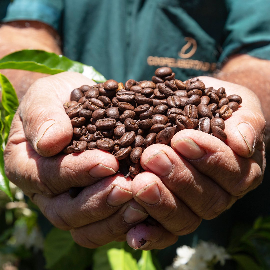 Werden Preise aufgrund des der europäischen Entwaldungsverordnung steigen, weil keine geschützten Waldflächen gerodet werden dürfen, um neuen Anbauflächen für Kaffee zu erschließen? 

Ein Beitrag von <a href="/ORF/">ORF</a> Konkret mit Hartwig Kirner, GF von FAIRTRADE
on.orf.at/video/14218674…