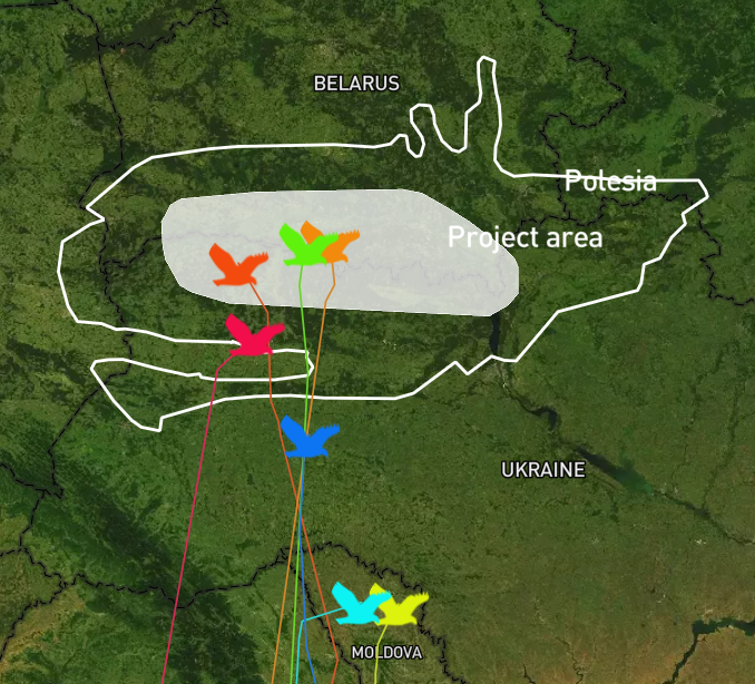 🦅Some of #GPS-tagged #GreaterSpottedEagles have already reached #WildPolesia! Soon we will put the updating our interactive map on hold⏸️to protect the #nesting sites. But you still have a few days to follow the #springmigration of the rare #birds here: wildpolesia.org/greater-spotte…