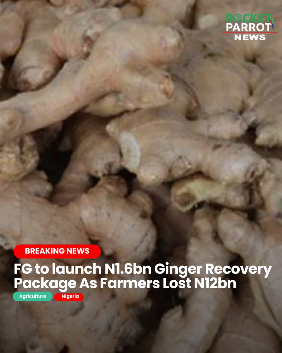 Ginger farmers suffer devastating losses estimated at over N12 billion due to disease outbreak in Kaduna, Nassarawa, Plateau, and the Federal Capital Territory. 

Read more 👇

#NigeriaAgriculture #GingerFarming