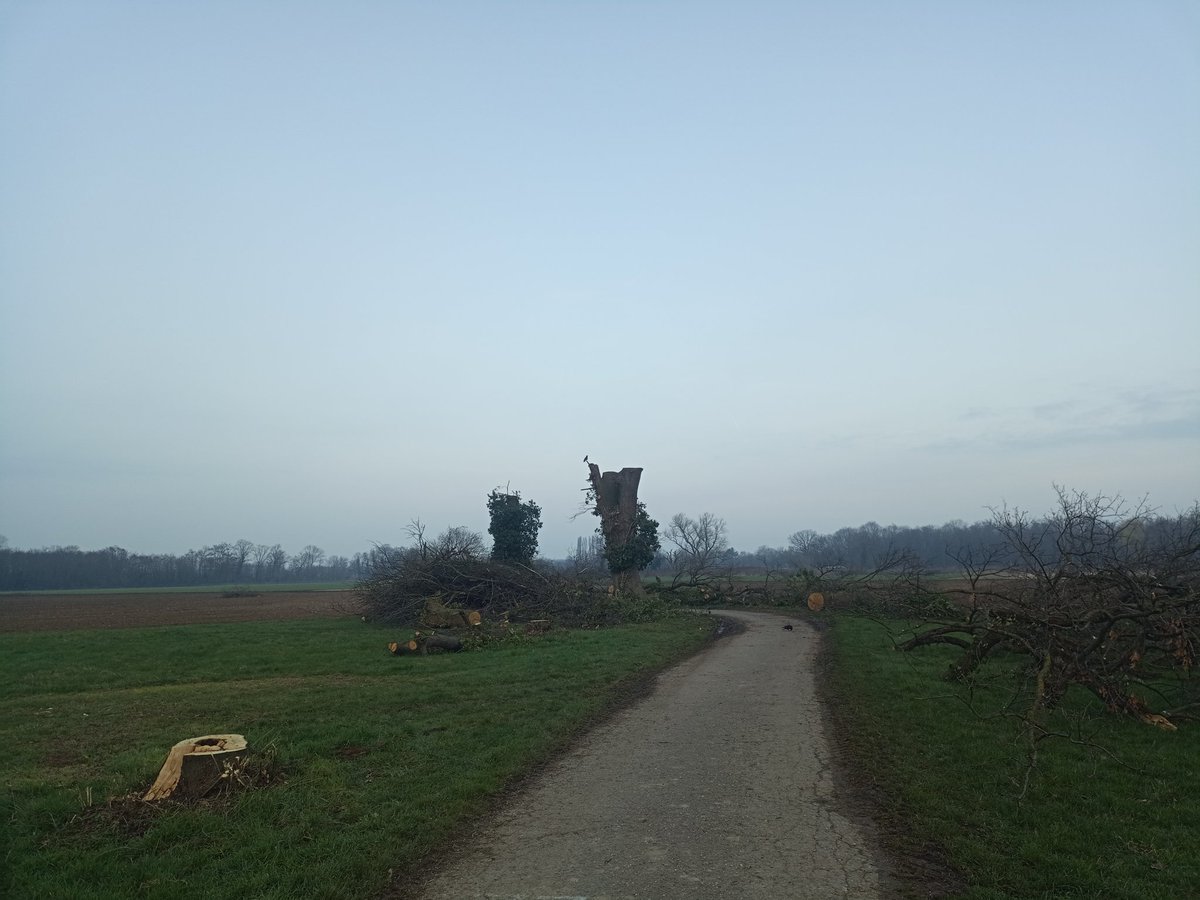 Wir haben dem Wald ein ganzes Jahr erkämpft, nun noch ein halbes Jahr übrig um uns darauf vorzubereiten die Stadt #Freiburg aufzuhalten Nägel mit Haselmäusen zu machen.
Wir wollen ihnen dabei helfen sich an ihr vergessenes Artenschutz Manifest zu halten! #dietibleibt