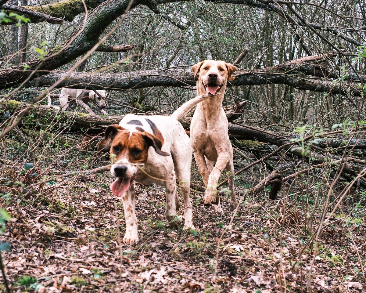 #fujifilm #followhounds #hound #huntingphotography #foxhound