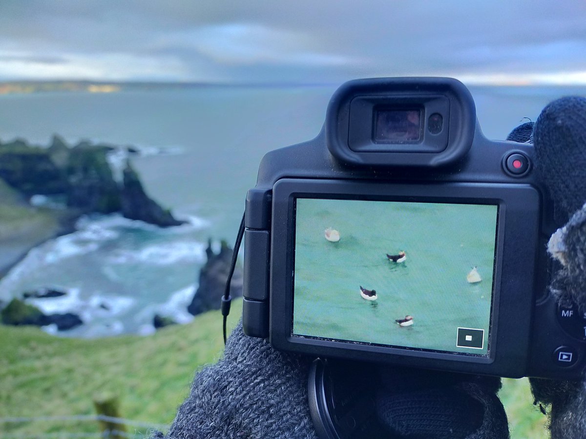 🎉 PUFFINS AHOY 🎉 Just spotted our first Puffins of the year, bobbing about out on the water close the cliffs. Welcome back to Rathlin!