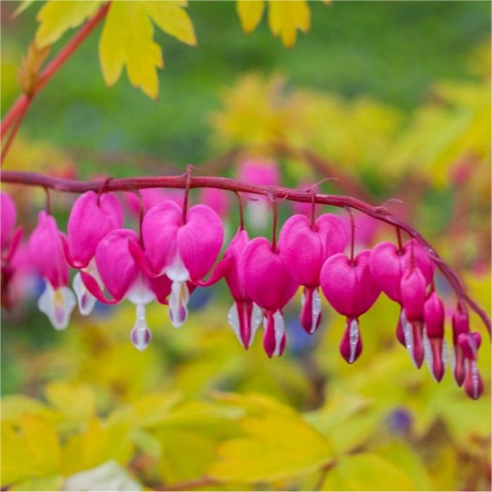 We're loving this Gorgeous Golden Leaved Dicentra - Bleeding Heart Plant! More info: gardeningexpress.co.uk/p11487-dicentr…