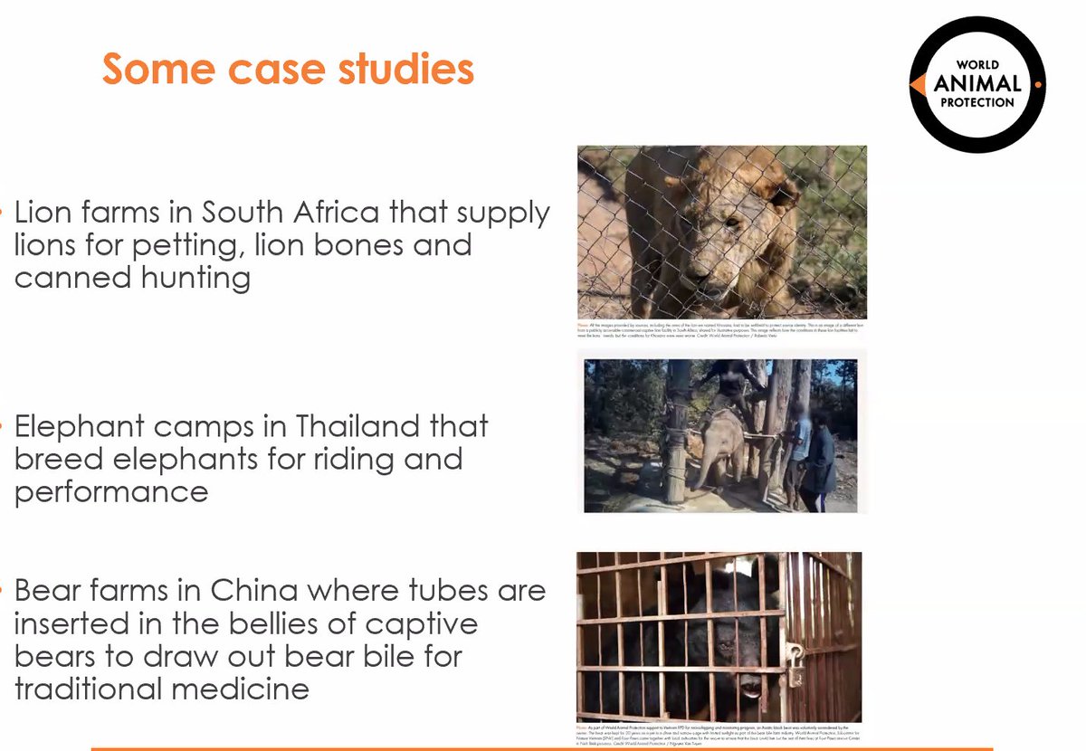 @MoveTheWorldAF @Min_TourismKE @Environment_Ke @KWSKenya @museumsofkenya @MoveTheWorld @UNBiodiversity @GYBN_CBD @GYBNAfrica @CITES @IUCNRedList Here are some of the case studies of commercial captive breeding of wild animals, highlighted in the @MoveTheWorldAF report. #EndCommercialWildlifeTrade