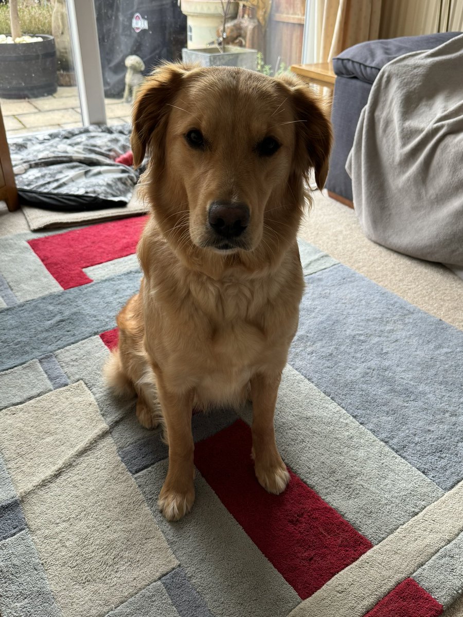 Lily & 🌈 Fergiedoggie tweet media