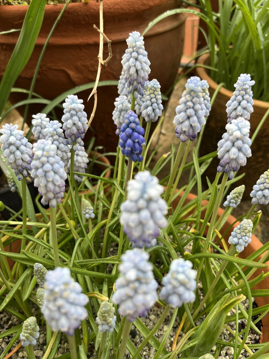 There’s always one! It seems ‘Valerie Finnis’ has an uninvited companion 😂 I must mark it to separate the bulb out from the others before I replant them. . #gardening