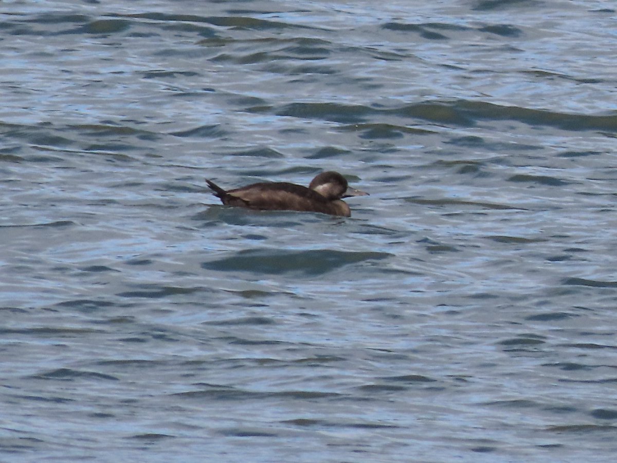 Female Common scoter from Roundhay park on Saturday. My 5th scoter in 5 years of properly patching the park.