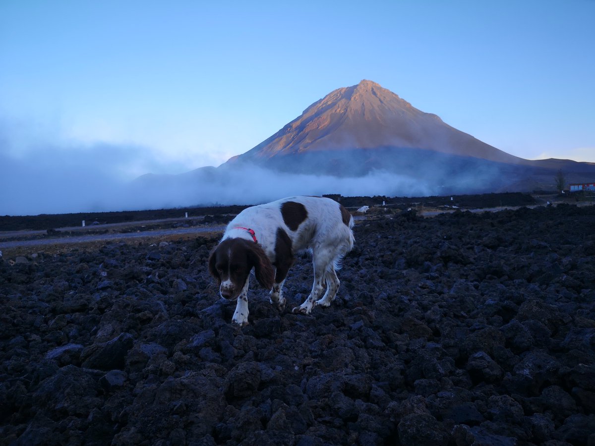 🌊 New in SEABIRD 36 (Early Release) 🌊

Beth McKeague, Caroline Finlay & colleagues:
'Recommendations for the use of conservation detection dogs in #seabird research: a thematic analysis'

#SeabirdJournal

doi.org/10.61350/sbj.3…

📷: Jacob González-Solís