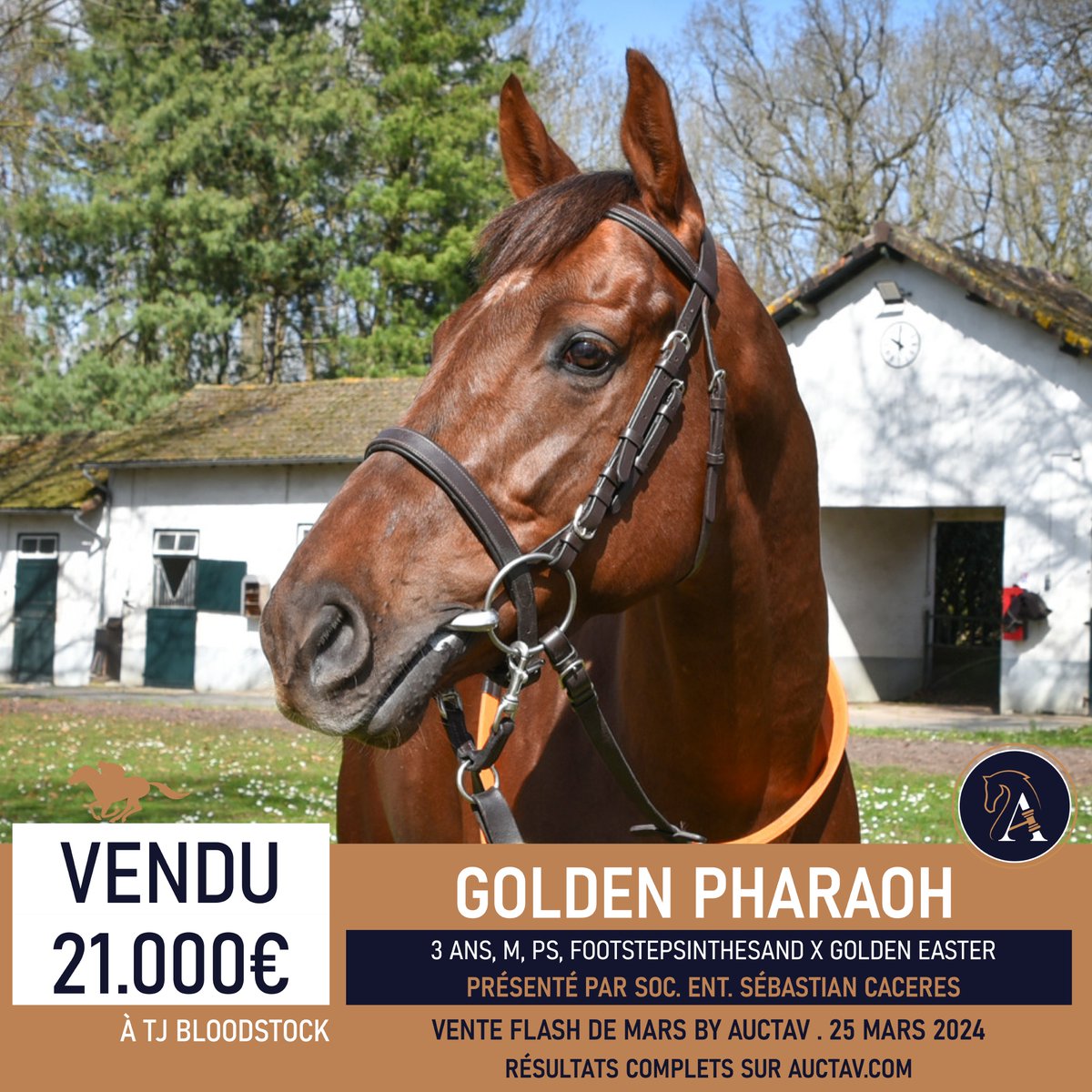 FLASH SALE ⚡️ 3yo dual winner GOLDEN PHARAOH secured for €21,000 by British-based trainer Scott Dixon. Final docket was signed by @JonesToby86 who had previously been active for this buyer with the purchase of FINE WINE & ZARGUN
👉🏻 Next monthly sale : April, 23 I Entries open