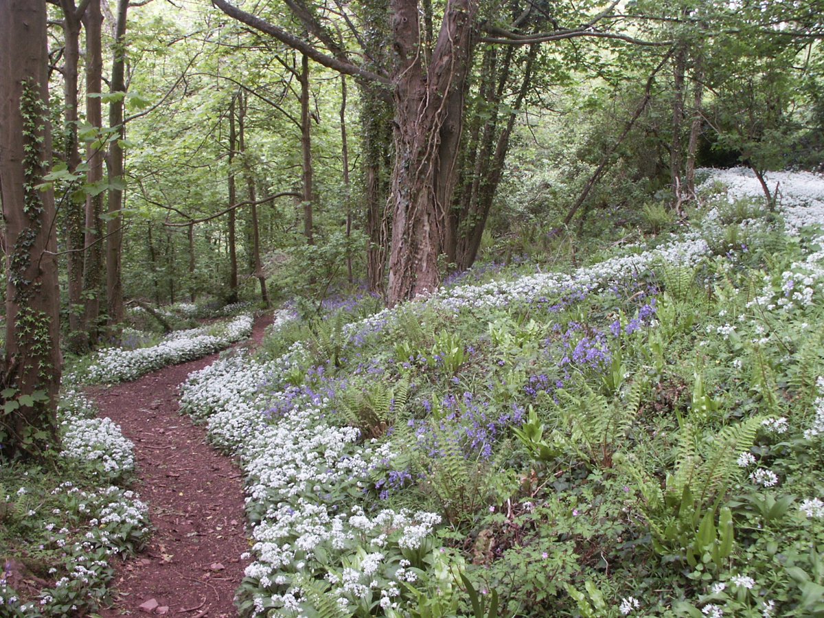 Spring is here in the English Riviera Geopark 🌷