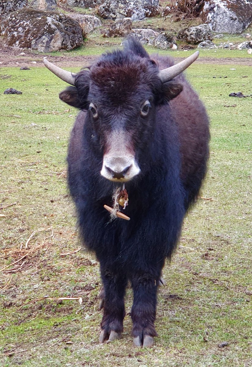 I've just read that a woman was attacked by a yak en route to Everest Base Camp. In the interests of yak balance, here's one we met in Bhutan last year.