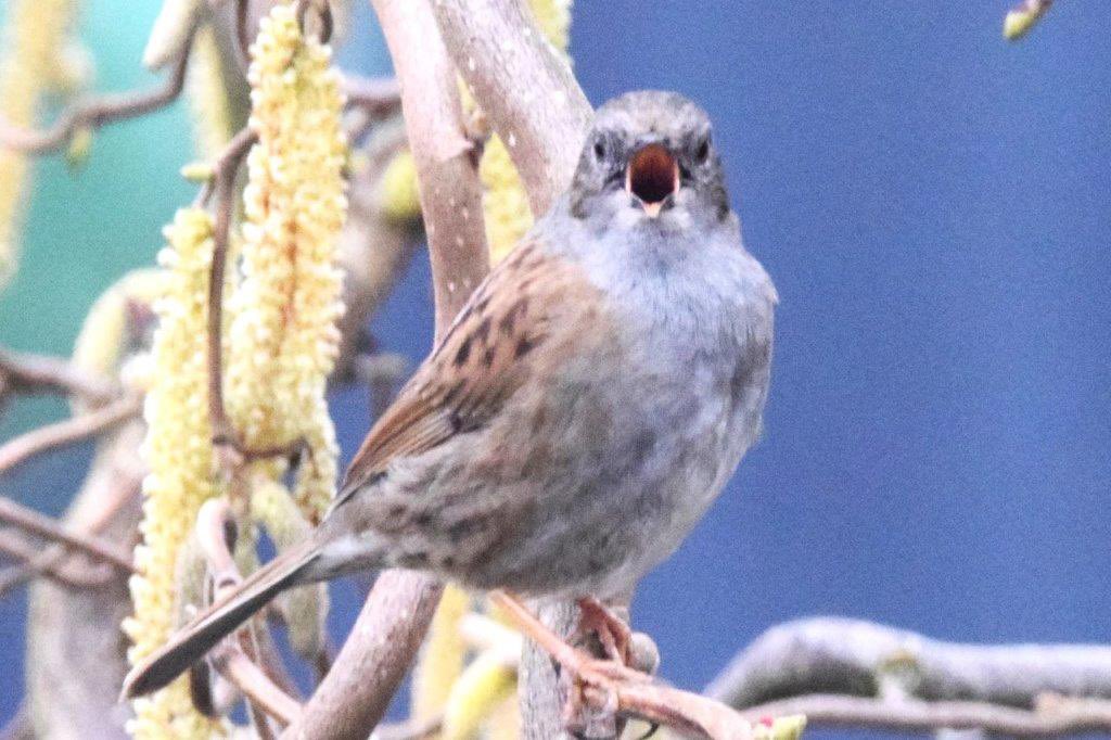 My garden dunnock telling me to get stop taking photos and get back to work! #DailyDunnock