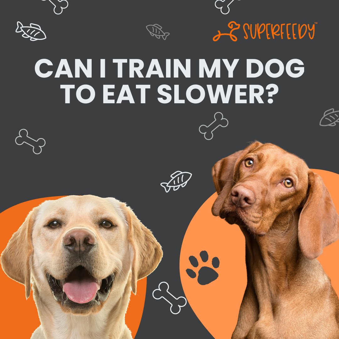Ever wish your furry speedster would take a chill pill at mealtime? 🐶💨 Good news! Training your dog to slow their eating isn't just a party trick; it's a health essential, preventing scary stuff like choking and bloat. 🚫🐕
#SlowFeederBowl
