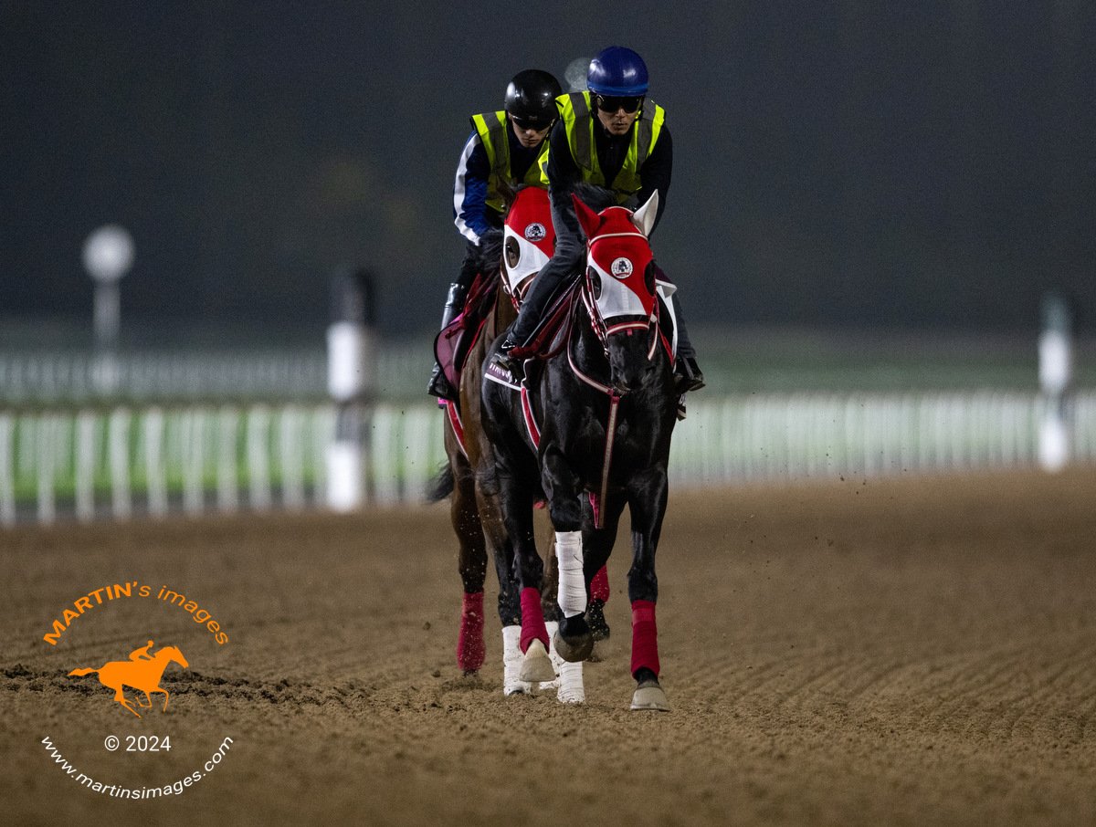 LIBYAN GLASS 🇯🇵and FOREVER YOUNG 🇯🇵flew around the track in a prep duel @RacingDubai 🏇#HorseRacing #DubaiWorldCup 🏆🇦🇪 #sportsphotography #Nikon