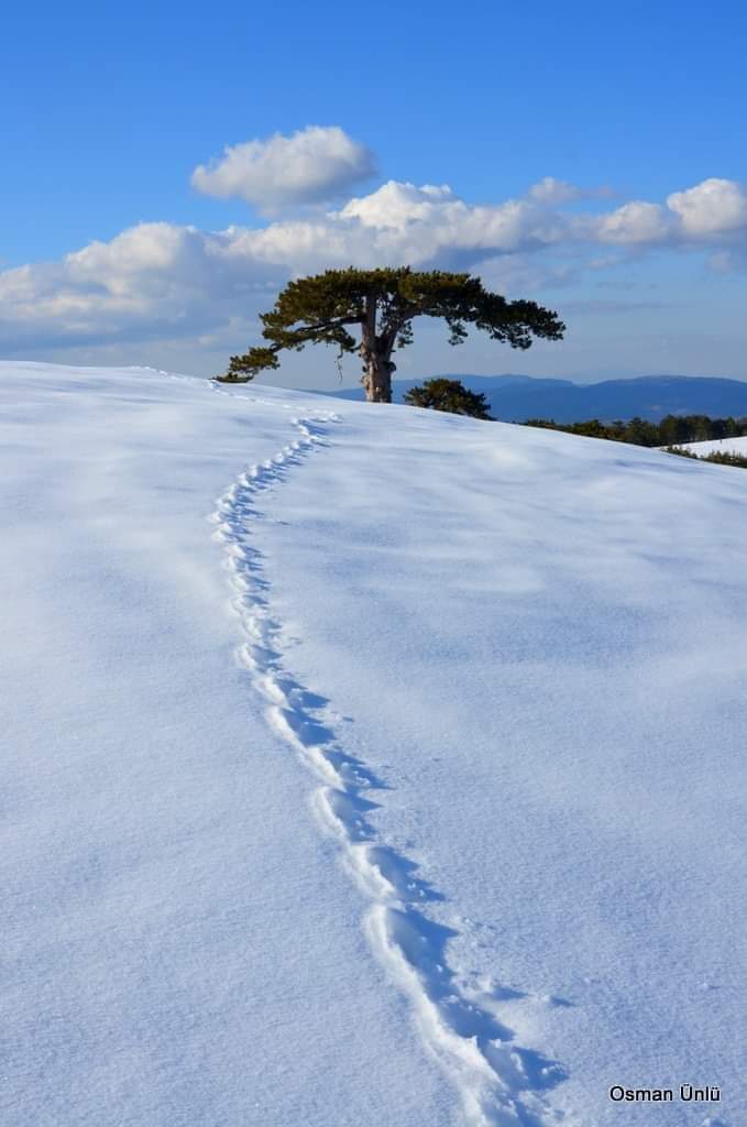 Good morning❄️🌳🍰☕Happy Tuesday🌨️🏂🏔️Photo: Eşeler,Türkiye by O.Ünlü.#NaturePhotography #Buongiorno #BuenosDias #26marzo #26march #arte #art #günaydın #TuesdayMorning #CoffeeTime #NatureBeauty #StayPositive #Blessings
#GoodMorningEveryone #CatsLover #BeKindAlways #PeaceAndLove