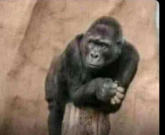 Kabalega house waiting for their annual 6th place finish in MAPA😂