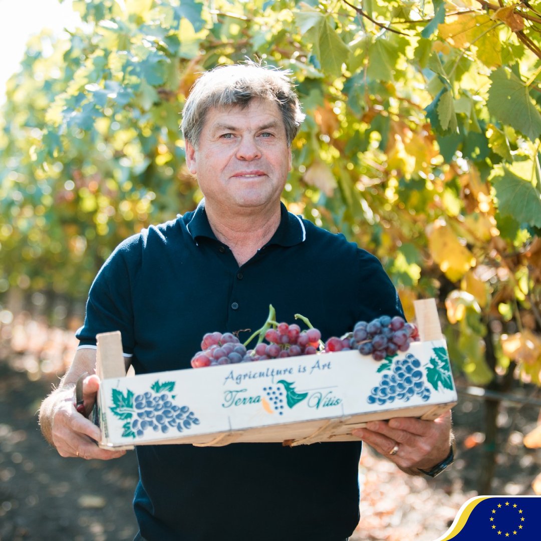 🍇 Petru Mihov, a vineyard farmer with 20+ years of experience managing 2000 hectares, including 40 grapevines, boosts his resilience against climate threats like droughts and frost with a €29.5K 🇪🇺 EU grant for a new irrigation system. #EU4Moldova