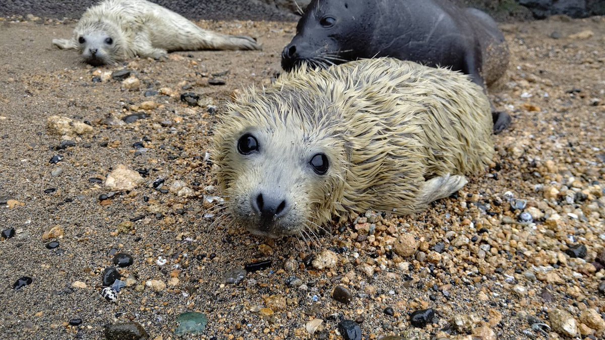 伊豆・三津シーパラダイス【公式】 on X