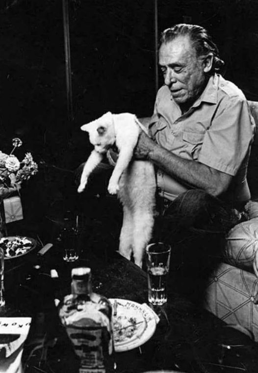 DrakosKonde's tweet photo. «Cuando me siento mal, todo lo que tengo que hacer es ver a mis gatos y mi valetía vuelve».
—Charles Bukowski https://t.co/zhgG3o2vRi