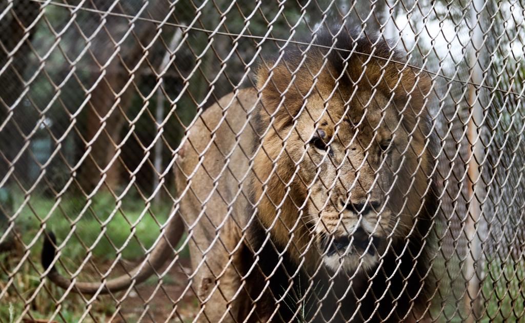 Lions, elephants, and bears endure unimaginable cruelty on wildlife farms, subjected to canned hunting, petting experiences, and bile extraction for traditional medicine. This must end now - World Animal Protection 
#EndWildlifeFarming