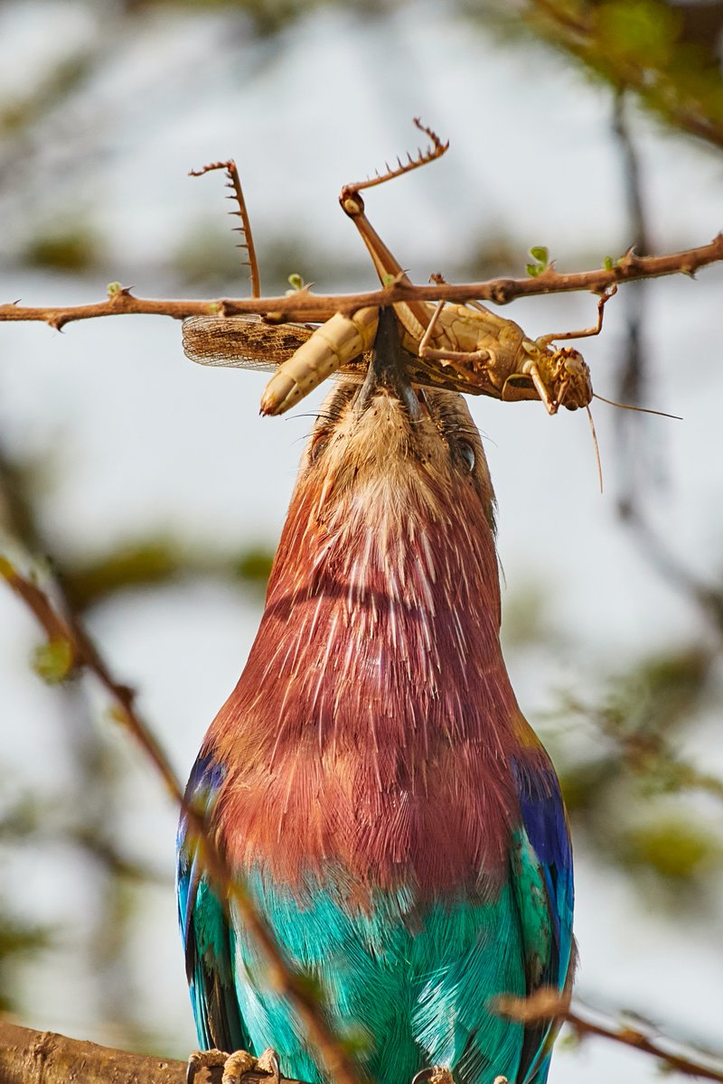 A Perfect Meal | Lilac Breasted Roller | Serengeti | Tanzania
#beautifulbirds #africa #serengeti #serengetinationalpark #LilacBreastedRoller #birding #avian #africanparksnetwork #birds #discoverwildpaws #birdphotography #birdphoto #junglelife #jawsafarica #jawswildlife #nikonshot