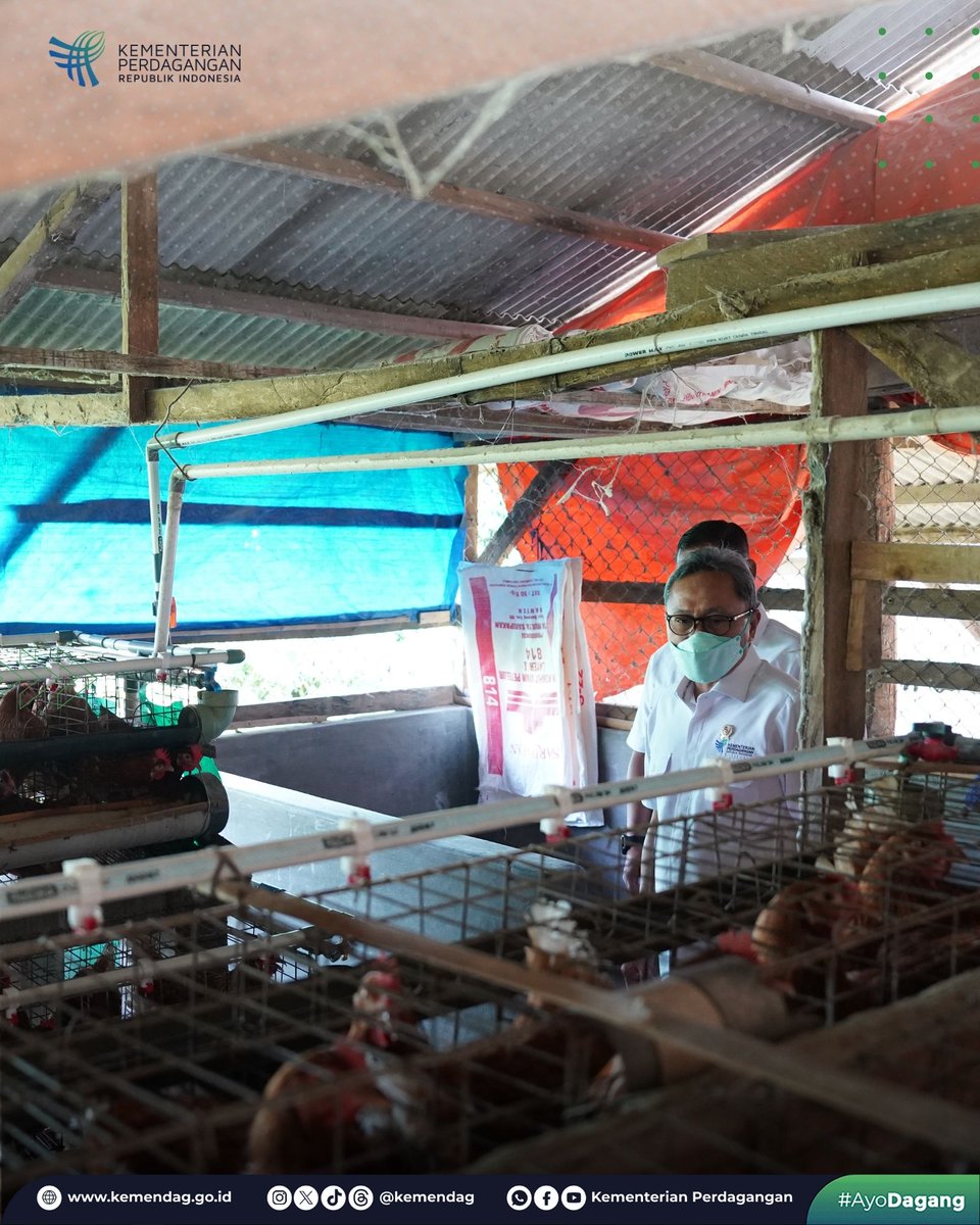 4. Usai meninjau Pasar Sehat Soreang, Mendag melanjutkan kunjungan ke Peternakan Ayam Petelur Jati Farm di Kabupaten Bandung, Jawa Barat. Harga telur saat ini masih terlalu murah dan bisa merugikan peternak telur.

#StabilisasiHarga 
#AyoDagang
