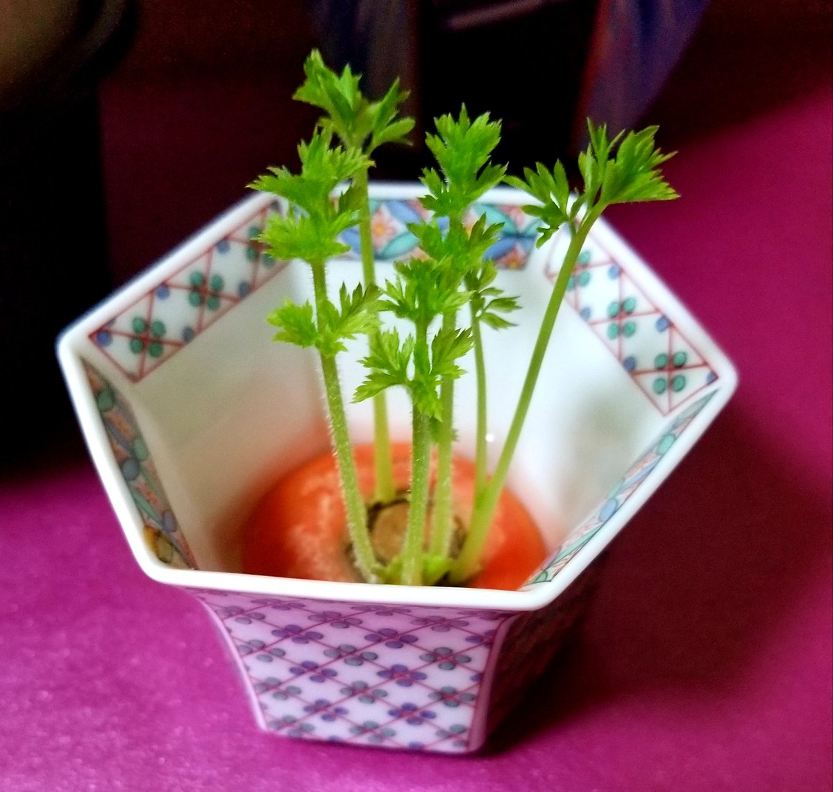 ただいま🏠🙂 人参が芽を出した🎶