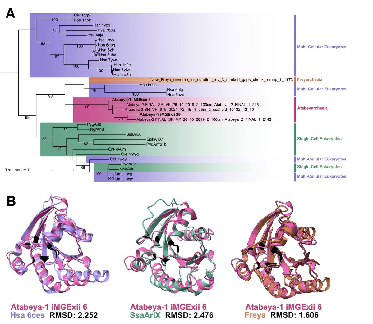 5/ Excitingly, we found evidence that some putative Atabeyarchaeia MGEs encode eukaryotic signature proteins like small GTPases, hinting at a potential role for horizontal gene transfer in the emergence of eukaryotic cellular complexity. Work lead by @katy_appler, @Leao_pel,…